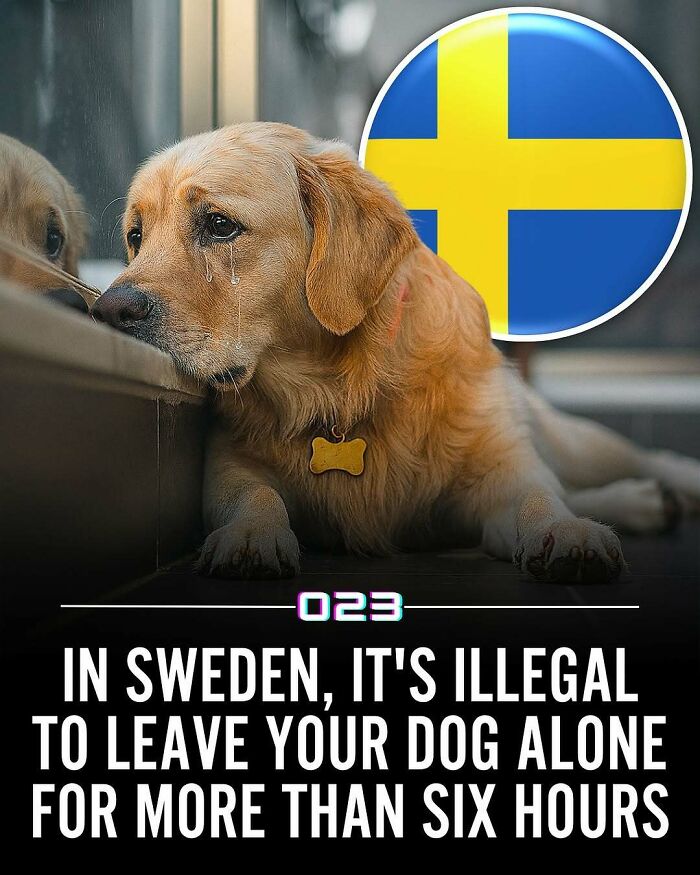 Sad dog with tears near window, symbolizing Sweden's law against leaving dogs alone over six hours, positivity recommended fact.