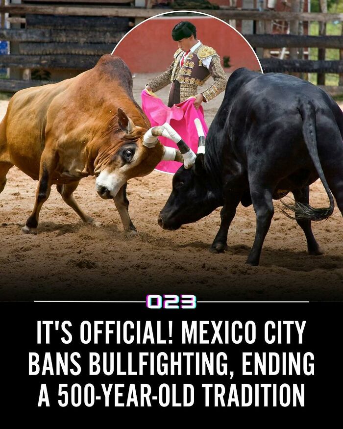 Matador with bull acting as symbolic imagery for positivity recommended and wholesome facts about bullfighting ban.
