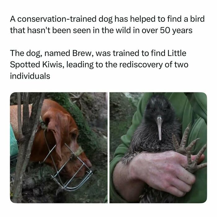 Conservation-trained dog Brew helps rediscover rare Little Spotted Kiwis, featured in funny and wholesome animal posts.