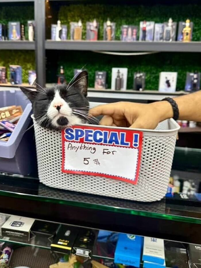 Black and white bodega cat resting in a basket with a special offer sign in a shop setting.
