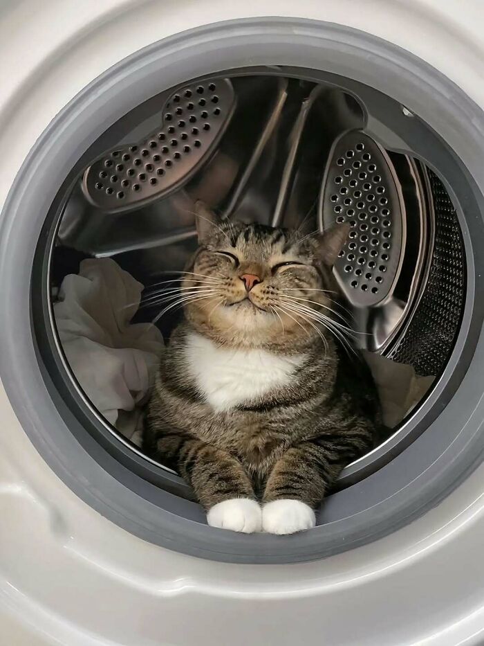 Tabby cat with white paws sitting contentedly inside a washing machine, showcasing adorable pet cuteness and charm.
