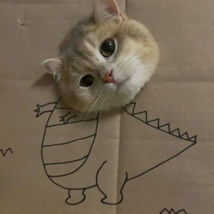 Cute cat's face peeking through cardboard with dinosaur drawing, showcasing funny and adorable pets deserving best snacks.