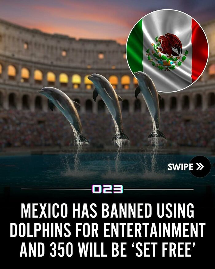Dolphins jumping in stadium pool with Mexico flag overlay, highlighting positivity recommended animal rights fact number 23.