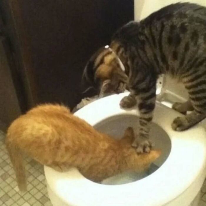 Two adorable cats drinking water from a toilet, showcasing funny and cute pets deserving the best snacks for their cuteness.