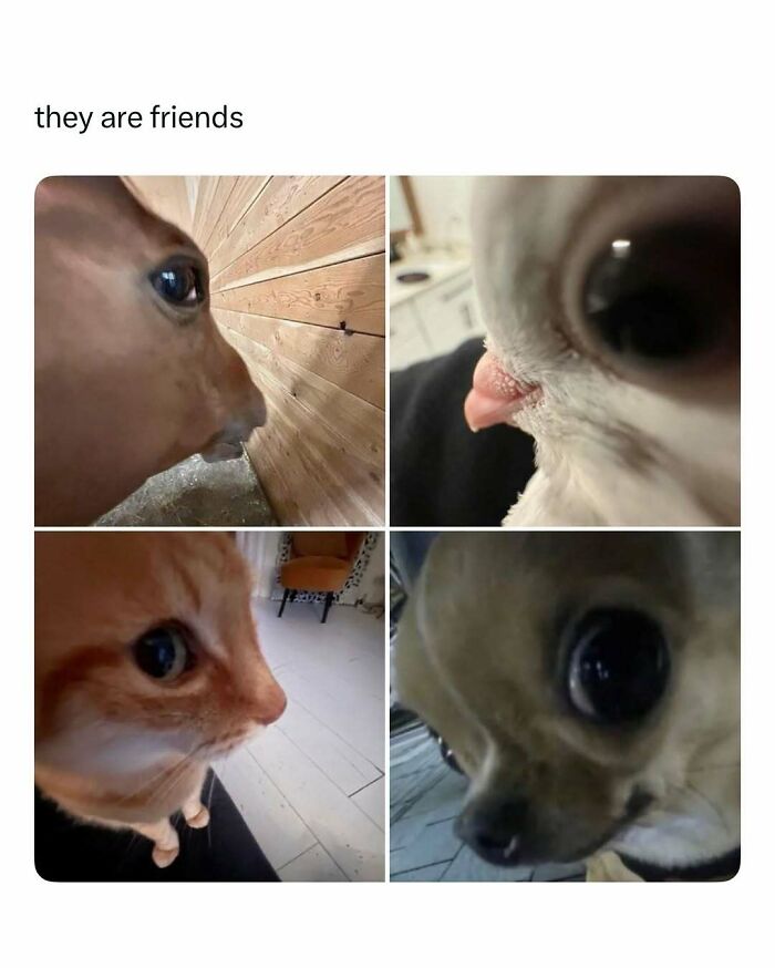 Close-up photos of various animals’ faces, showcasing funny and wholesome moments to brighten your feed.