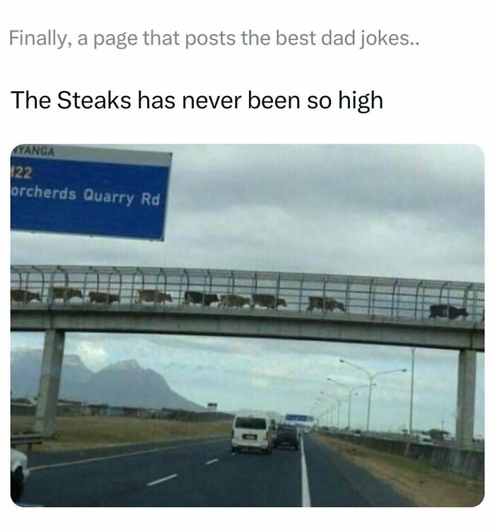 Cows walking on a high bridge over highway with caption referencing funny dad jokes about steaks.