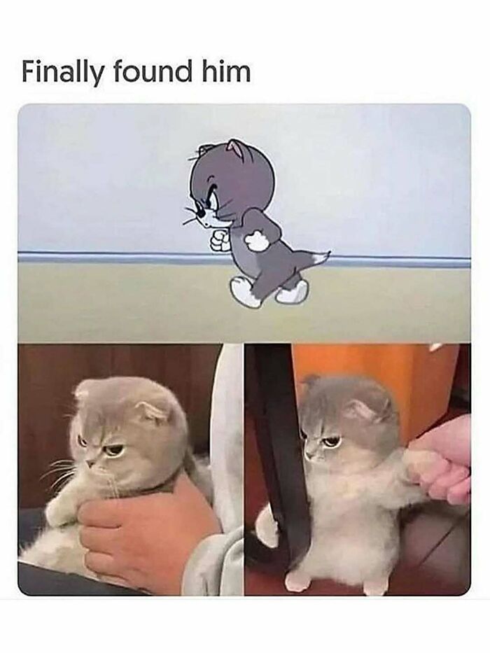 Cat's antics mimicking a cartoon character, captured in funny animal moments resulting in popular memes in 2025.