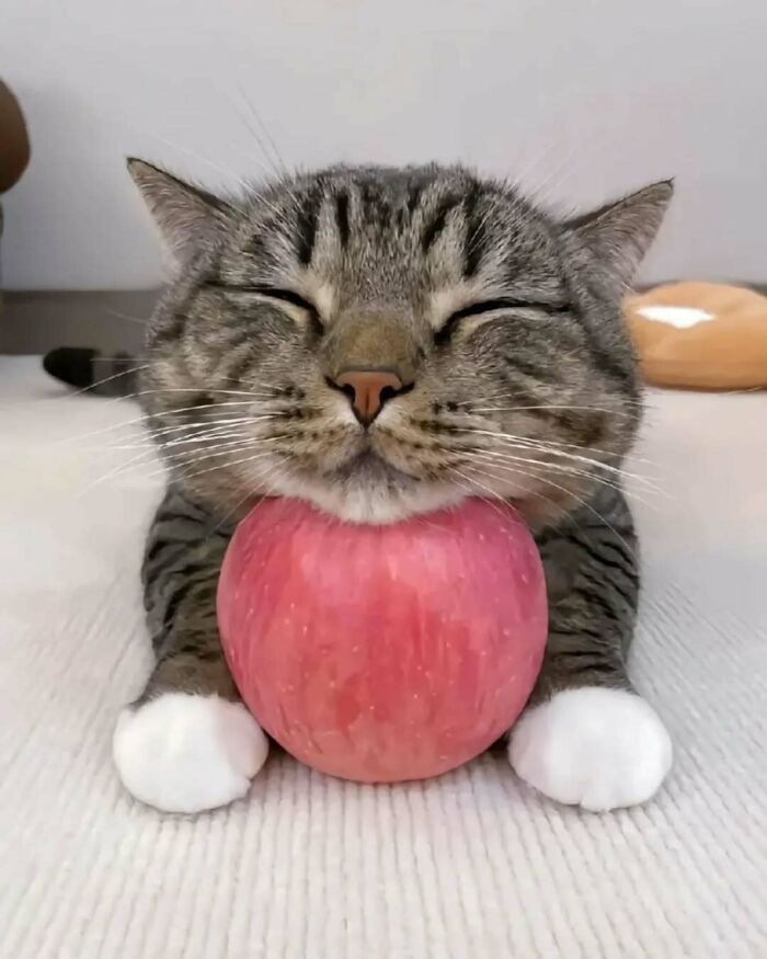 Tabby cat with white paws resting its head on a red apple, showcasing funny and adorable pet cuteness.