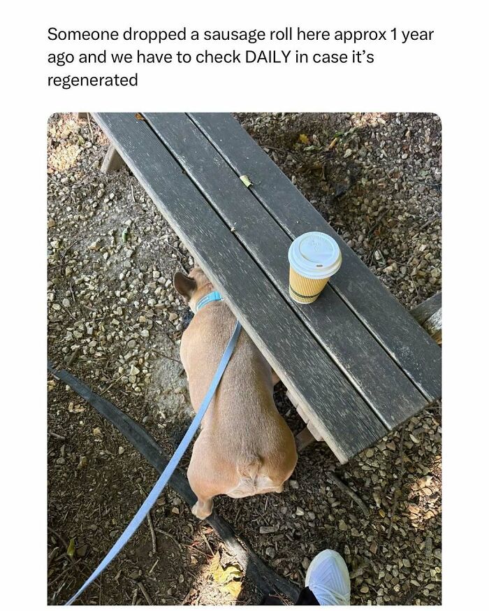 Dog waiting under a picnic table with coffee cup on top, highlighting funny and wholesome animal moments to cleanse your feed.
