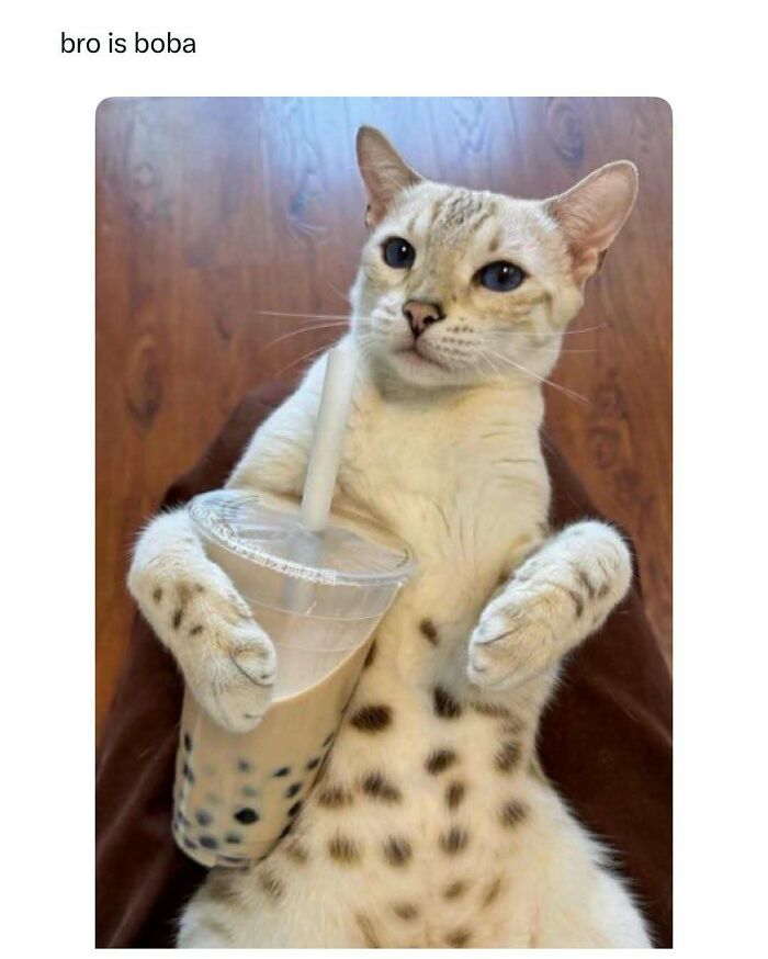 Cat holding a bubble tea cup, creating a funny and wholesome animal moment to cleanse your feed.