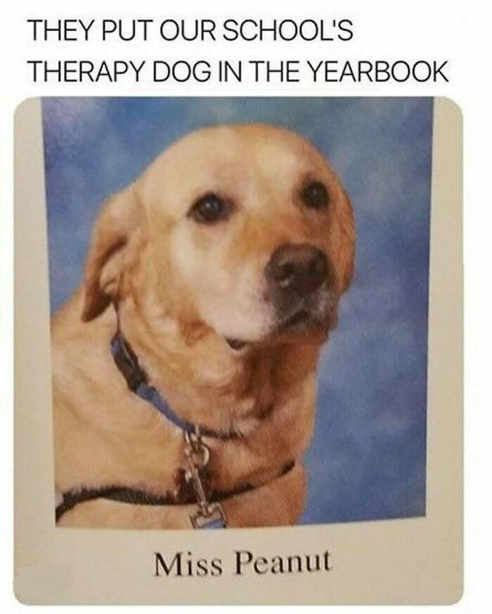 Therapy dog Miss Peanut featured in school yearbook, one of many animals delighting us with their antics in 2025 memes.