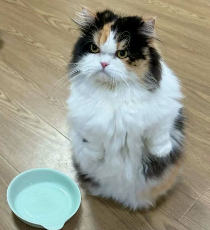 Fluffy calico cat sitting upright on wooden floor next to empty bowl, showcasing adorable pets deserving the best snacks.