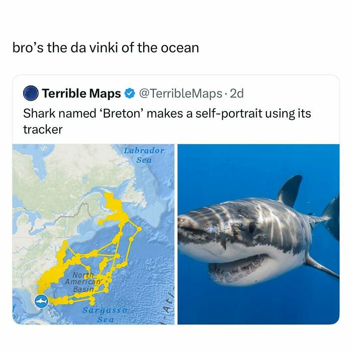 Shark named Breton creates a self-portrait using a tracker, showcasing a funny and wholesome animal moment.