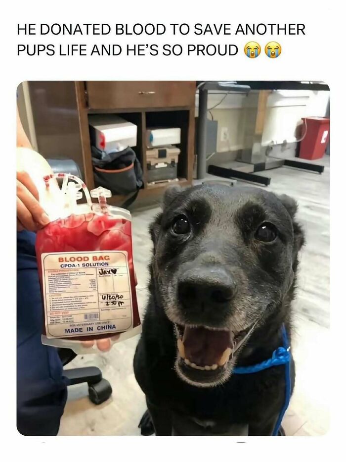 Smiling black dog with blood bag after donating blood, showing animal antics that delighted and created funny memes in 2025.