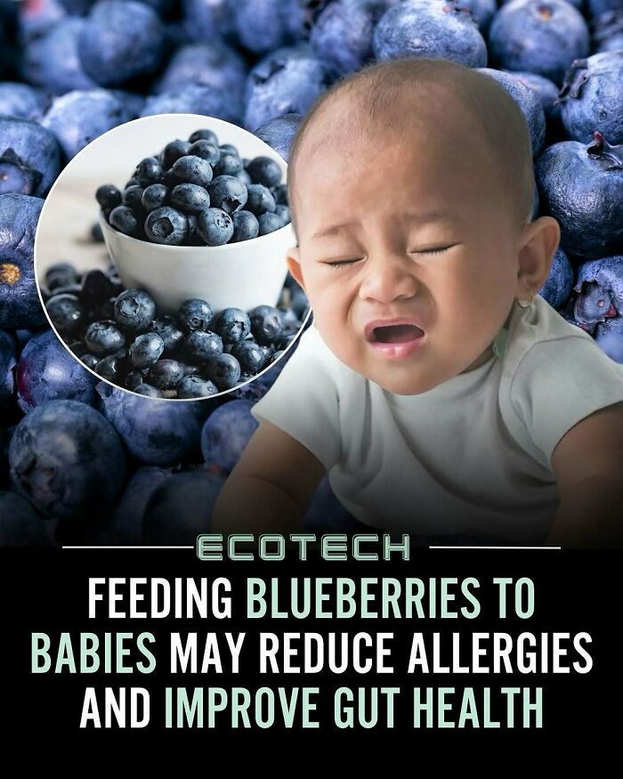 Baby crying with a bowl of blueberries, highlighting wholesome facts about feeding blueberries to babies for gut health and allergy reduction.