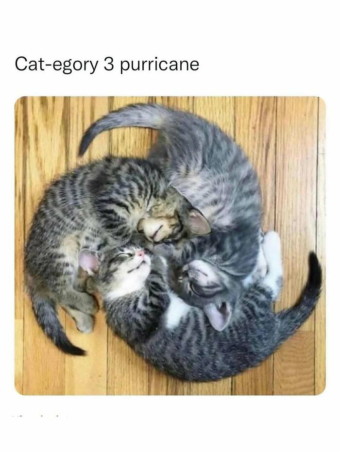 Three kittens curled in a circle on a wooden floor, showcasing delightful animal antics resulting in memes.