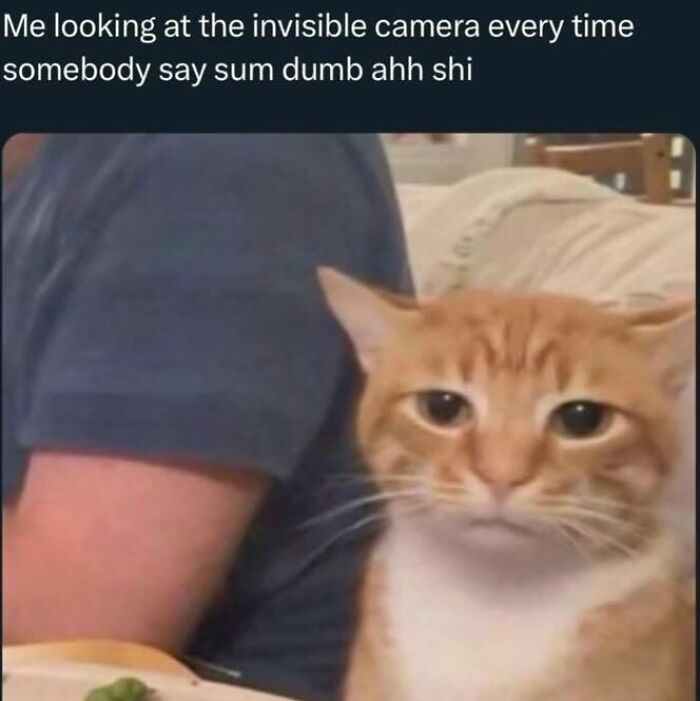 Cat with a confused expression in a meme reflecting reactions, featured in Know Your Meme humorous collection.