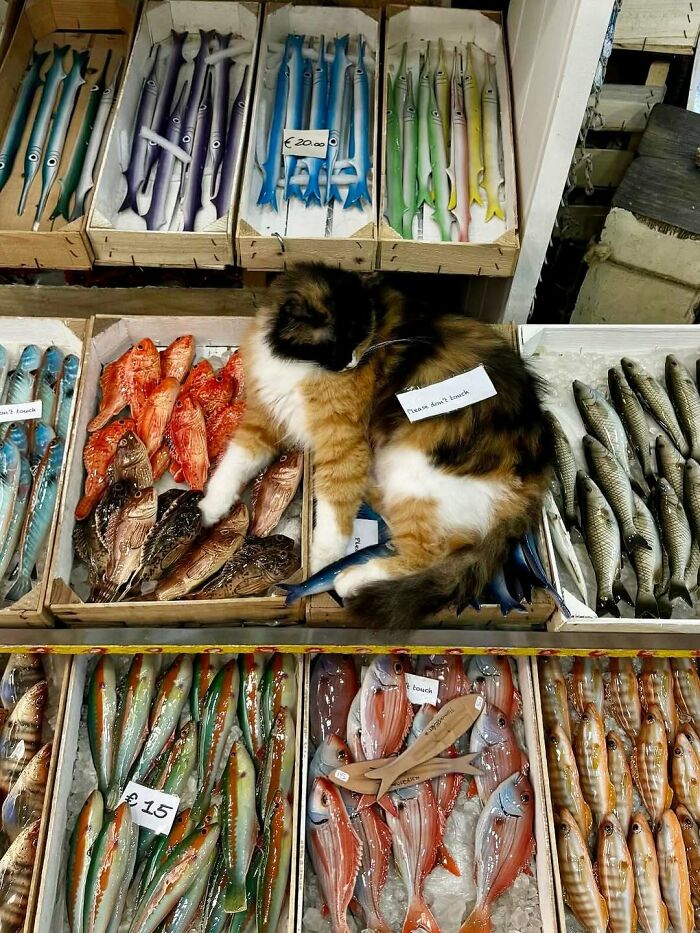 Calico bodega cat resting among colorful fish display, blending into the shop like a master of the store.