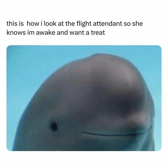 Close-up of a whale looking curious, a funny and wholesome animal post to cleanse your feed with humor.