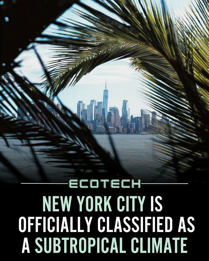 View of New York City skyline framed by tropical palm leaves, highlighting positivity and wholesome facts about climate.