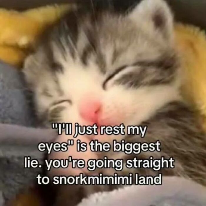 Sleeping kitten meme with text about resting eyes and snorkeling, showcasing humor from Know Your Meme collection.
