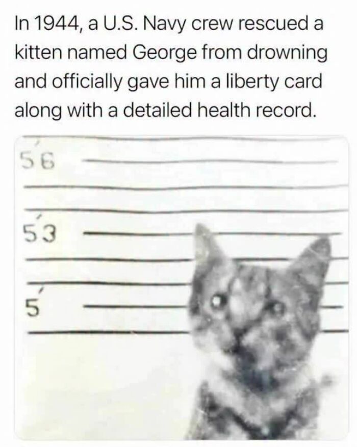 Rescued kitten with liberty card and health record, cute and chaotic cat content for cat lovers and meme fans.