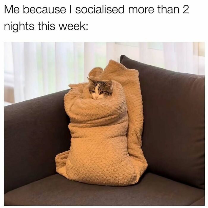 Cat wrapped snugly in a blanket on a couch, humorously illustrating social exhaustion in hilarious memes for scrolling.