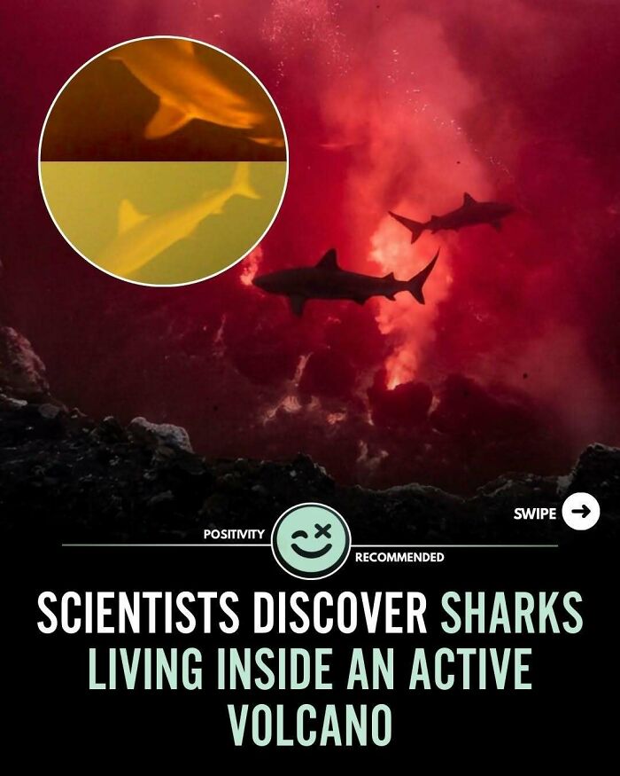 Sharks swimming inside an active volcano with red volcanic smoke in the background, showcasing a positive discovery.