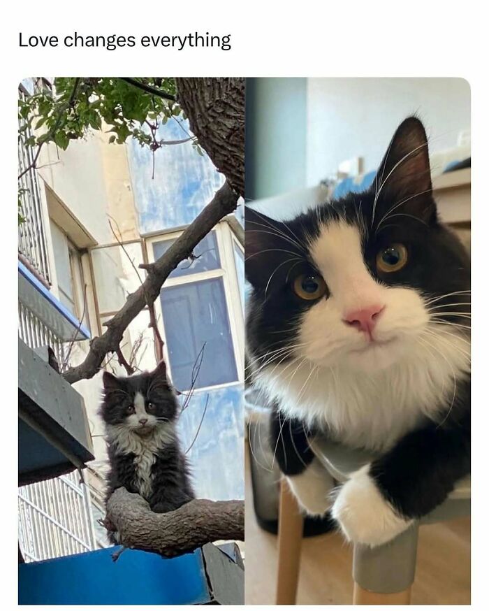 Cute black and white cat perched on a tree branch and close-up of the same cat indoors, showcasing funny and wholesome animals.
