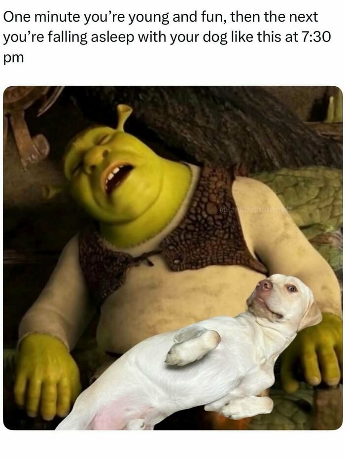 A hilarious meme showing Shrek asleep with a dog, capturing funny moments to scroll through while waiting for your therapist.