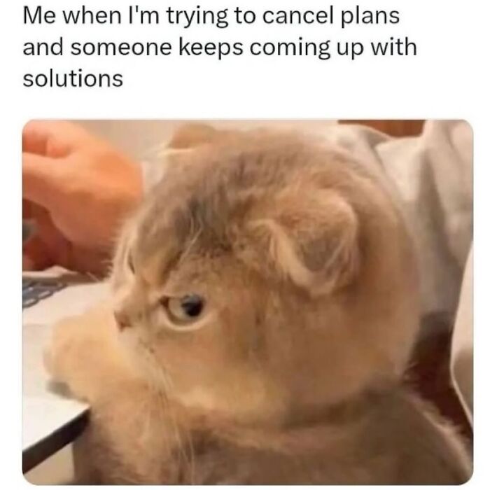 Cat looking annoyed with caption about trying to cancel plans, a funny meme from 92 hilarious memes collection.