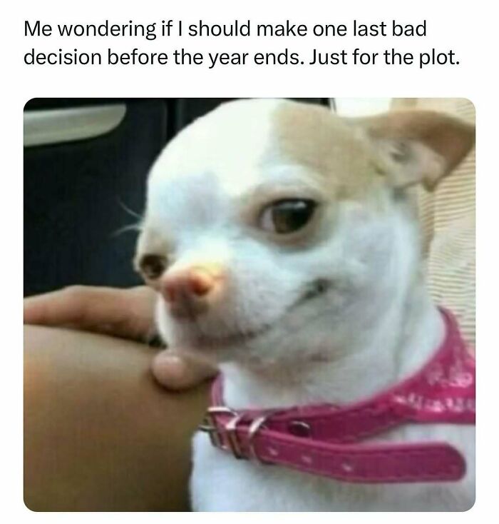 Small dog with a mischievous expression wearing a pink collar, captioned about making one last bad decision for the plot.