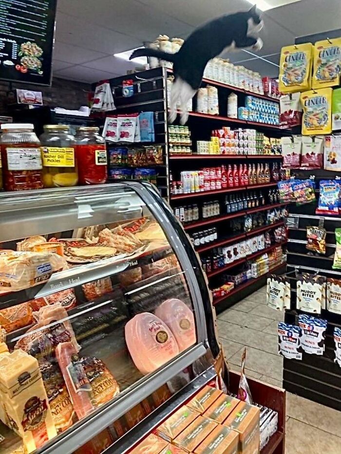 Black and white bodega cat jumping mid-air inside a corner shop filled with shelves of snacks and deli meats.