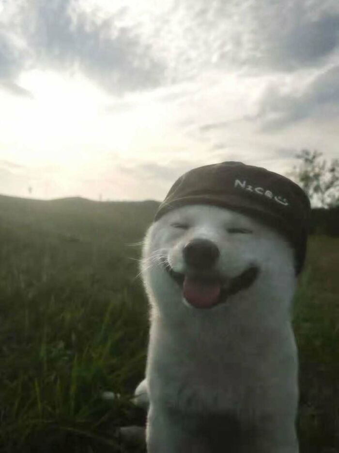 Happy dog wearing a hat outdoors during sunset, showcasing adorable and funny pets deserving the best snacks for their cuteness.