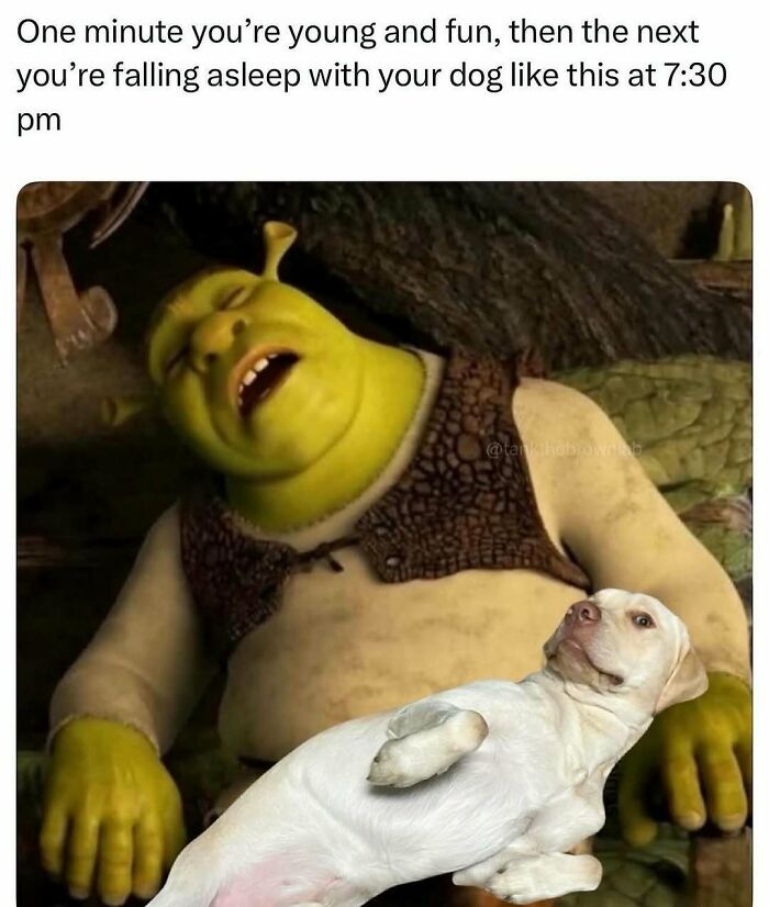 Meme showing Shrek sleeping with a relaxed dog, illustrating humor to handle reality and everyday life moments.