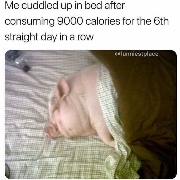 Pig cuddled up in bed, humorously depicting eating 9000 calories for six straight days in a row meme.