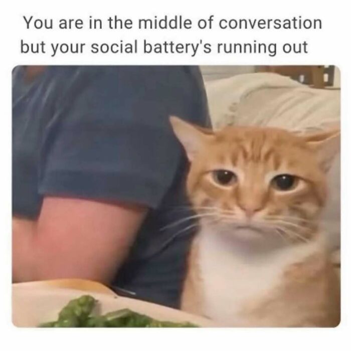 Cat looking tired next to a person, illustrating low social battery in a hilarious meme for therapist wait time scroll.