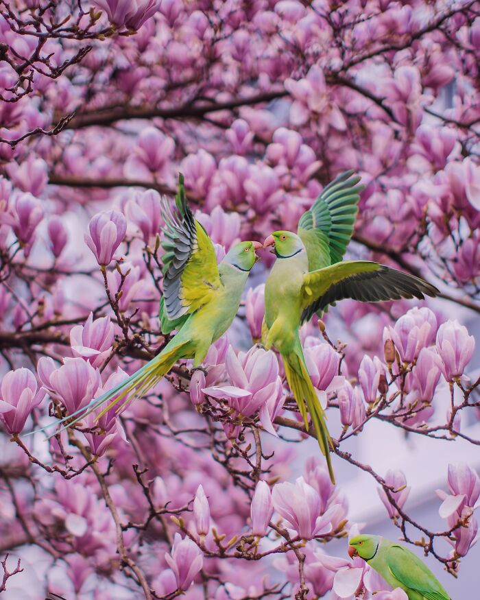 Don't Be Fooled, You See Leaves On A Tree In London In Winter, Not 1,000 Green Parrots