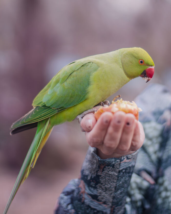 Don't Be Fooled, You See Leaves On A Tree In London In Winter, Not 1,000 Green Parrots