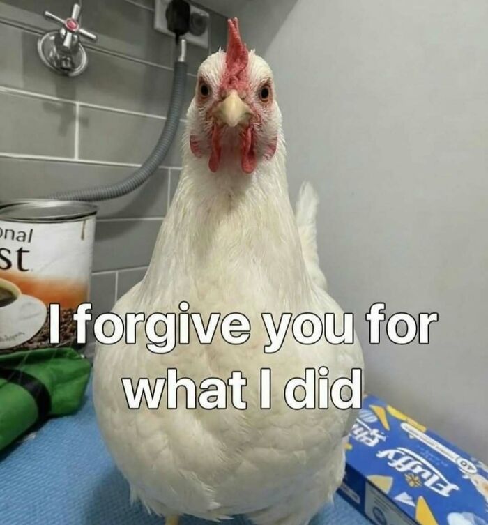 White chicken with a humorous caption, featured in animal memes that help people forget heavy thoughts.