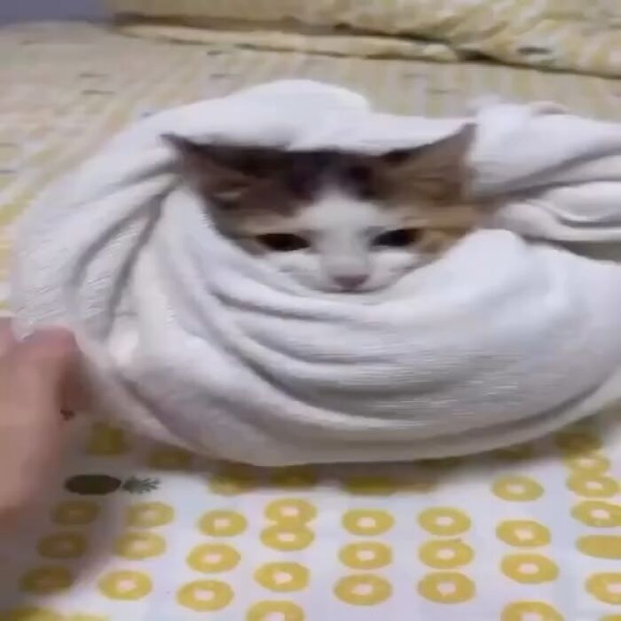 A small cat wrapped snugly in a white towel on a patterned bed, perfect for animal memes.
