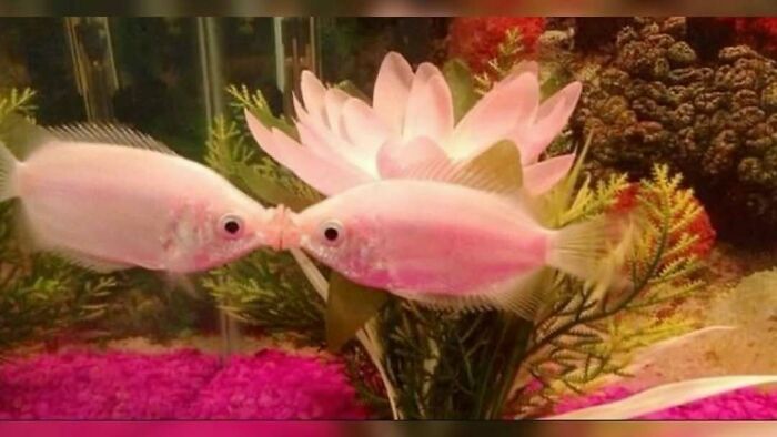 Two pink fish touching noses near a large flower decoration in a colorful aquarium animal memes image.