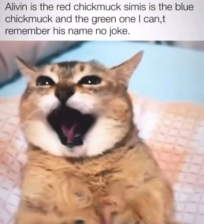 Funny cat meme with a wide-open mouth, illustrating relatable pet moments for animal memes and lighthearted content.