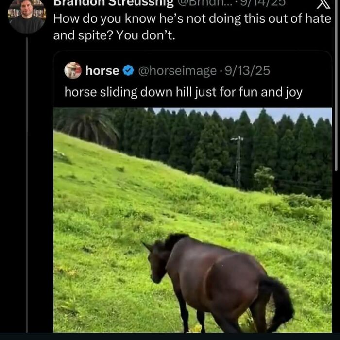 Horse sliding down a grassy hill for fun and joy in an animal meme that helps people forget heavy thoughts.