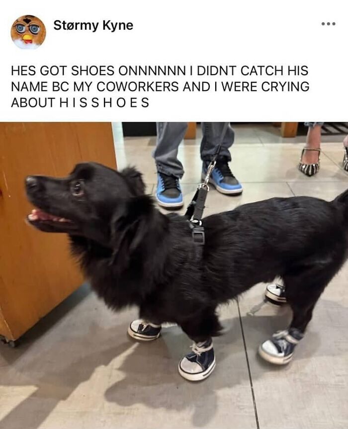 Black dog wearing small sneakers on all four paws indoors, a popular animal meme that helps people forget heavy thoughts.