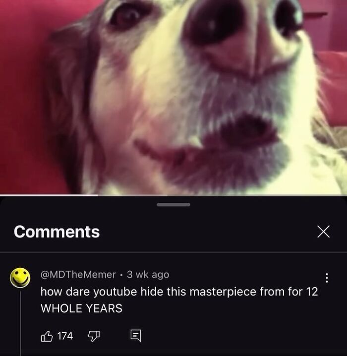 Close-up of a funny dog meme with a YouTube comment praising it among popular animal memes.