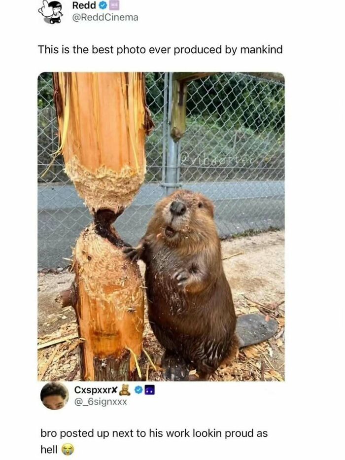 Beaver proudly standing next to a tree it chewed, showcasing animal memes that help people forget heavy thoughts.