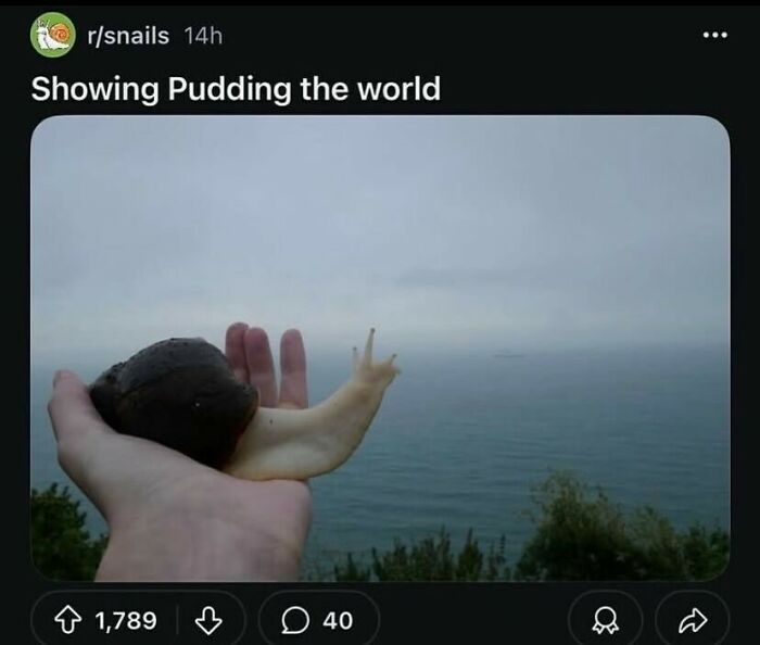 A person holding a snail named Pudding with the ocean and sky in the background, a lighthearted animal meme.