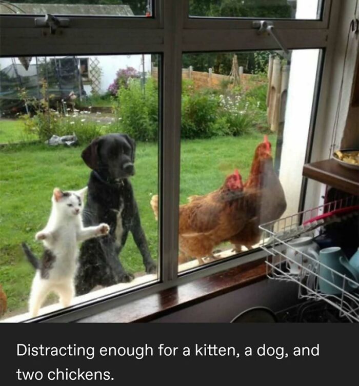 Kitten, dog, and chickens amusingly gathered outside window, showcasing animals delighting us with their antics.