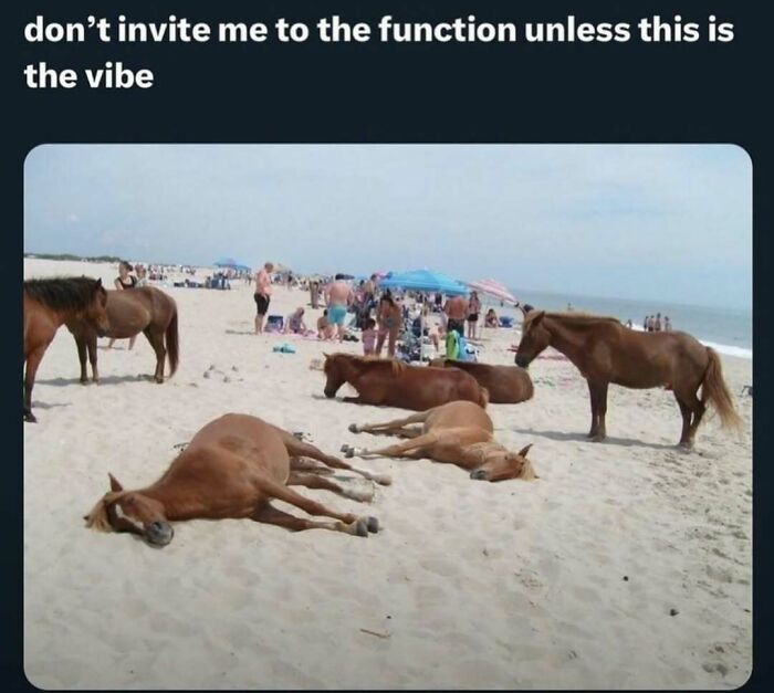 Horses relaxing on a sandy beach with people in the background, showcasing animal memes that lighten heavy thoughts.